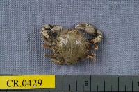 藏品(豆形拳蟹)的圖片